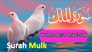 surah mulk beautiful recitationsurah mulk sudaissurah mulk abdul rahman mossad [upl. by Myo]