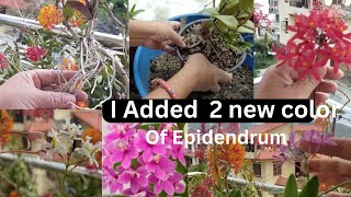 Epidendrum Orchid Gift Propagation for My Yt friend di sarojvatika1330 Best Potting Mix All Care [upl. by Oirramed216]