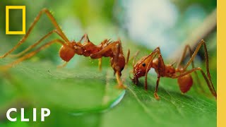 Leafcutter Ants Slice Leaves for the Colony  A Real Bugs Life  National Geographic [upl. by Eeresid340]