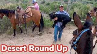 Rounding Up Cattle Off Spring Range Bonus Vlog [upl. by Nelleus819]