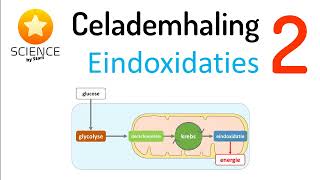 celademhaling 2 eindoxidaties [upl. by Belmonte]