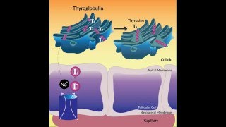 Thyroid Hormone Synthesis [upl. by Tessil880]