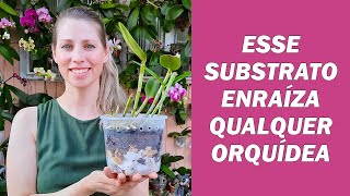 Esse é o melhor substrato para enraizar as orquídeas [upl. by Aiciles]