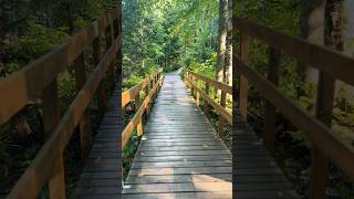 pathway parc forest parcdeschutes dorwin terrebonne rawdon mtl trending toronto canada [upl. by Leaj]