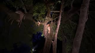 Lion Steals Leopard’s Meal From Treetops [upl. by Assenat]