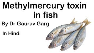 Methylmercury Toxin in fish caused by Ocean warming amp increased Overfishing UPSC IAS UPSC2020 [upl. by Getter]