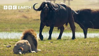 Lion Cubs vs Buffalo Herd Will they escape  BBC Earth [upl. by Noell]