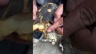 ¡Rescate de Tortuga Cortando el Filo Peligroso del Caparazón 🐢🔧 shorts [upl. by Erapsag]