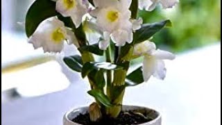 How To Propagate Dendrobium Orchids Taking Cuttings Of Dendrobium Orchids Get Gardening UK [upl. by Nidnarb296]