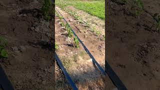 drip hose irrigation system irrigation kits winder shorts instagood tips farmer lawn crop [upl. by Cleres]