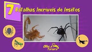 7 BATALHAS INCRÍVEIS DE INSETOS [upl. by Fabriane60]