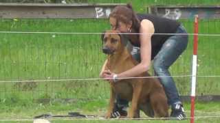 Coursing met Rhodesian Ridgebacks [upl. by Cookie]