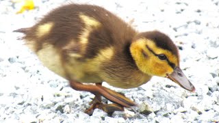 Baby Duck Sounds Crying [upl. by Andie]