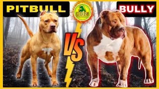 Pitbull vs American Bully  Not The Same [upl. by Parks]