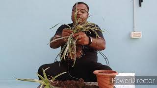 Plant Propagation  Striped Dianella [upl. by Ntsud]