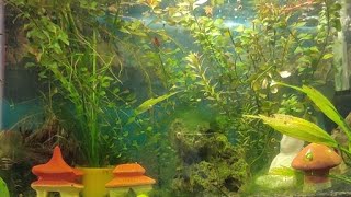 Planted tank ecosystem ❤️ [upl. by Lauber822]