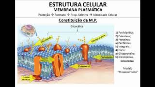 Membrana Plasmática  Introdução [upl. by Leiahtan]