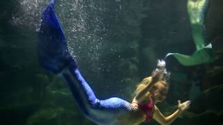 Ripleys Aquarium at Myrtle Beach SC Mermaid Performance [upl. by Chae]