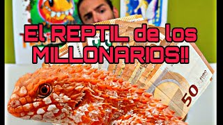 REPTIL para MILLONARIOS Y mas reptiles nuevos que nos han llegado 🦖🐍🐉 [upl. by Rora]