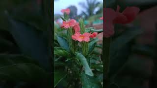 ಕನಕಾಂಬರ  Crossandra crossandra flowergarden youtubeshorts youtube shorts [upl. by Perseus]