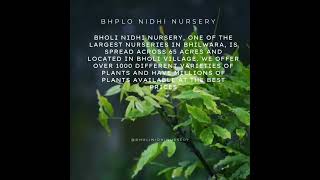 Bholi Nidhi Nursery one of the largest nurseries in Bhilwarabholinidhinursery [upl. by Breanne]