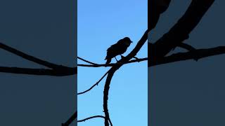 The bird is calling Silakan berlangganan saluran youtube saya [upl. by Submuloc]