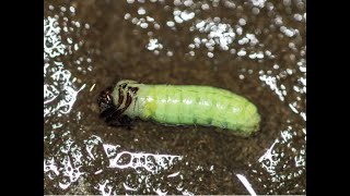 EASY Grannom Caddis Larva [upl. by Ecidnac]