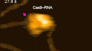 CRISPR Editing DNA in Real Time [upl. by Riamu]