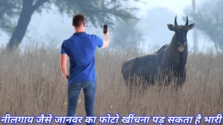 A agresive Nilgai in front of camera man nilgaiexcited [upl. by Llertnor]