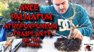 Bonsai de ARCE Palmatum Atropurpureum  Trasplante [upl. by Hadley]