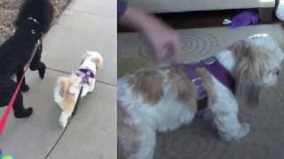 Gooby Freedom Dog Harness  how to put it on [upl. by Evin]