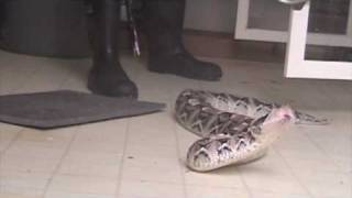 Venom extraction from large gaboon vipers Bitis gabonica rhinoceros [upl. by Ahsem]