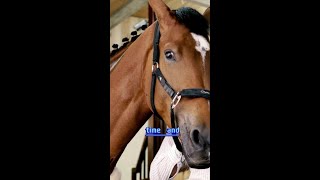 What Does It Take to Own a Horse HorseOwnership EquineCare AnimalWelfare [upl. by Evannia]