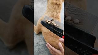 How To Remove Ticks from Dog [upl. by Fortuna477]