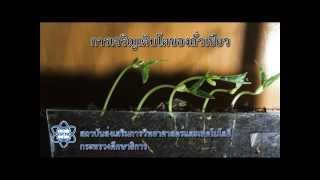 การเจริญเติบโตของถั่วเขียว Seedling growth [upl. by Michelsen749]