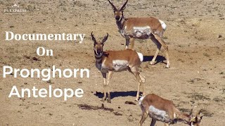 Pronghorn Antelope  Wildlife documentary  North American Animals Migration  entertainment video [upl. by Noirred150]