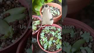 Us when propagation is a success 💪🌿 succulents propagation succulent propagate fun [upl. by Caundra]