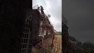 Giraffe manor Kenya giraffemanor giraffe [upl. by Oswell]