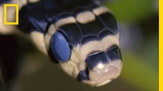 King Cobra Devours Water Snake  National Geographic [upl. by Ebert466]