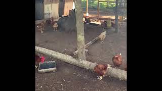 Dekalb Brown amp Native Chicken Farm Tour [upl. by Maximo212]