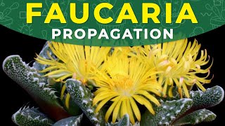 FAUCARIA PROPAGATION FROM SEEDS  Growing succulents at home [upl. by Novled]