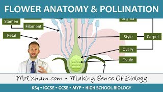 Plant reproduction  Flower anatomy and pollination  GCSE Biology 91 [upl. by Harlow]