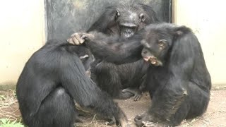 Uncle Decky is my hero forever by Fubuki デッキーおじちゃんは僕の永遠のヒーローだよ！フブキ Chimpanzee 多摩動物公園 [upl. by Dominic]