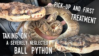 Rescuing SATURN a BADLY ABUSED Ball Python  Pickup and Initial Treatment [upl. by Ori276]