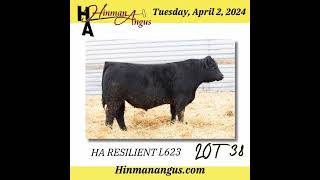 Hinman Angus  April 2 2024 [upl. by Gail400]