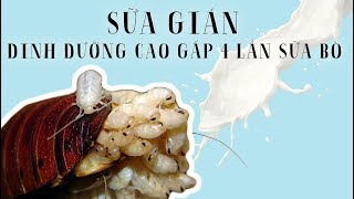 Sữa gián dinh dưỡng cao gấp 4 lần sữa bò  Siêu thực phẩm tương lai  Chuyện kì lạ [upl. by Glaab907]