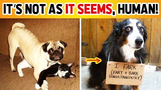 The Most Hilarious Dog Shaming Photos Ever 🐶😂 [upl. by Bogusz246]