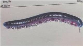 Animal Care amp Information  How Many Legs Does a Millipede Have [upl. by Senzer]