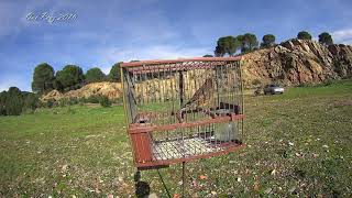 LINNET Singing in a Cage  Jarilla [upl. by Adniled656]