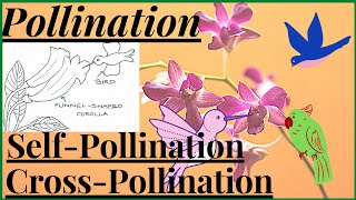 Pollination in Flowering Plants Agents of Pollination Self Pollination and Cross Pollination NEET [upl. by Ennovyahs]